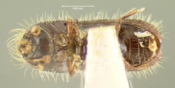 Media type: image;   Entomology 1002 Aspect: habitus ventral view